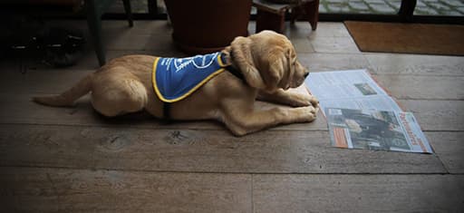 Blindenhund, der eine Zeitung "liest